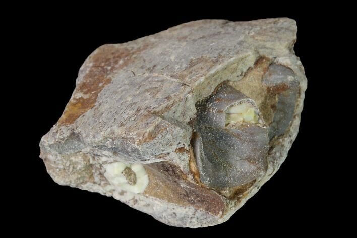 Fossil Running Rhino (Hyracodon) Jaw Section - South Dakota #160922